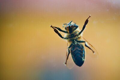 Are flies following a strategy when they keep hitting a window? Part 2