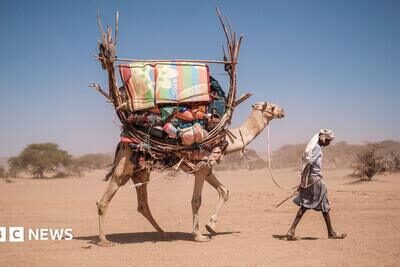 Even camels can't cope: Africa's ships of the desert hit by rising temperatures