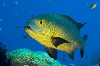 How do fish recognise others of their own species? Part 2