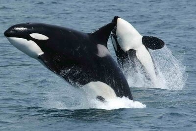 Orcas team up to ram sunfish until they explode
