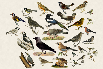Show HN: An e-ink frame that hears birds and draws them as 1800s illustrations
