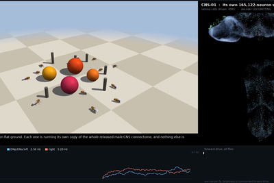 Show HN: Fly.exe – An EON systems like virtual fruit fly uploaded to computer